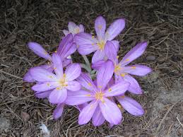 Attēlu rezultāti vaicājumam “Colchicum autumnale flower”
