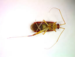 Attēlu rezultāti vaicājumam “Phytocoris sp.”