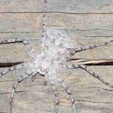 Attēlu rezultāti vaicājumam “Philodromus margaritatus”