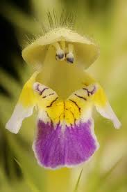 Attēlu rezultāti vaicājumam “Galeopsis speciosa flower”