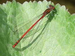 Attēlu rezultāti vaicājumam “Pyrrhosoma nymphula”