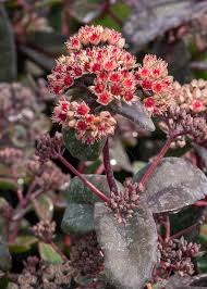 Attēlu rezultāti vaicājumam “Hylotelephium telephium flower”