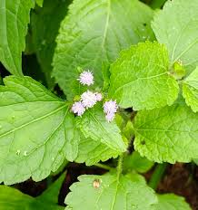 Image result for Ageratum conyzoides