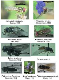 Attēlu rezultāti vaicājumam “Syrphidae”