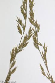 Attēlu rezultāti vaicājumam “Festuca psammophila”