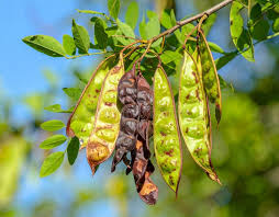 Attēlu rezultāti vaicājumam “Robinia pseudoacacia fruit”