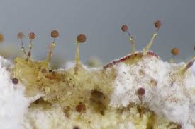 Attēlu rezultāti vaicājumam “Clastoderma debaryanum spores”