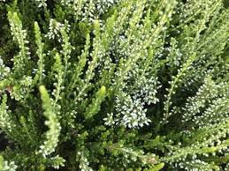 Attēlu rezultāti vaicājumam “Calluna vulgaris bud”