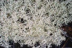 Attēlu rezultāti vaicājumam “Cladonia mitis”