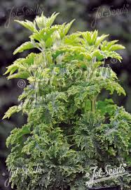 Attēlu rezultāti vaicājumam “Leonurus cardiaca leaf”