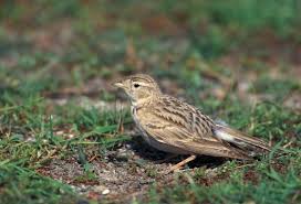 Image result for Calandrella brachydactyla