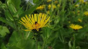 Image result for Inula helenium