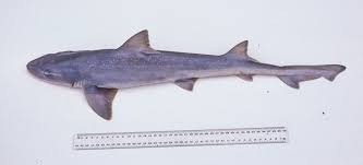 Image result for Mustelus antarcticus