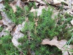 Attēlu rezultāti vaicājumam “Polytrichum commune sporophyte”