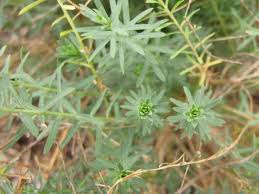 Image result for Linum usitatissimum