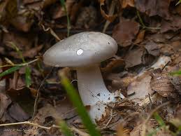 Attēlu rezultāti vaicājumam “Clitocybe nebularis”