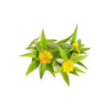 Attēlu rezultāti vaicājumam “Rhodiola rosea flower”