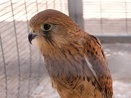 Attēlu rezultāti vaicājumam “Falco tinnunculus adult”