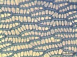 Attēlu rezultāti vaicājumam “Sphagnum angustifolium”