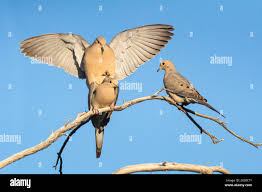 Image result for Zenaida macroura