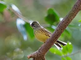 Image result for Emberiza spodocephala