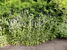 Image result for Lychnis coronaria alba