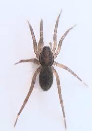 Attēlu rezultāti vaicājumam “Agroeca brunnea”