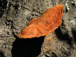 Attēlu rezultāti vaicājumam “Hapalopilus nidulans”