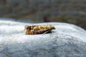 Attēlu rezultāti vaicājumam “Rhyacionia pinicolana”