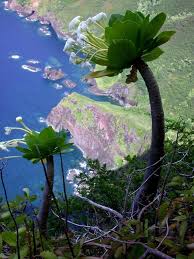 Attēlu rezultāti vaicājumam “Campanulaceae”