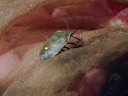 Attēlu rezultāti vaicājumam “Chlorochroa juniperina”