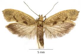 Attēlu rezultāti vaicājumam “Ypsolopha asperella”