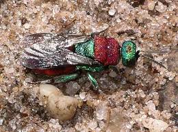 Attēlu rezultāti vaicājumam “Hedychrum sp.”