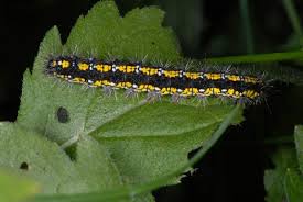 Attēlu rezultāti vaicājumam “Callimorpha dominula larva”