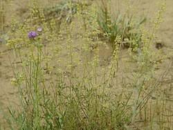Attēlu rezultāti vaicājumam “Silene borysthenica”