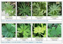 Attēlu rezultāti vaicājumam “Geranium sanguineum leaf”