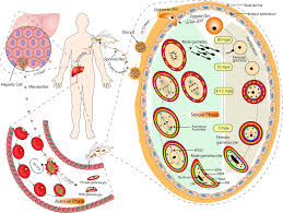 Attēlu rezultāti vaicājumam “Didymium spongiosum plasmodium”