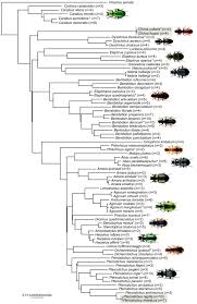 Attēlu rezultāti vaicājumam “Bembidion litorale”