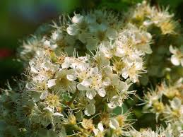 Attēlu rezultāti vaicājumam “Sorbus aucuparia flower”