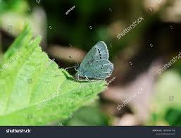 Attēlu rezultāti vaicājumam “Everes argiades underside”