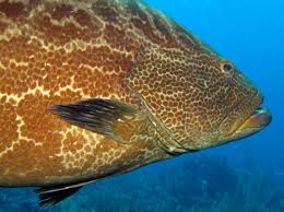 Image result for Mycteroperca bonaci