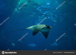 Image result for Myliobatis aquila