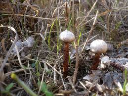 Attēlu rezultāti vaicājumam “Tulostoma fimbriatum”