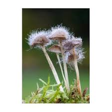 Attēlu rezultāti vaicājumam “Spinellus fusiger”