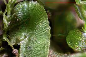 Attēlu rezultāti vaicājumam “Riccia sorocarpa”