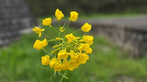 Attēlu rezultāti vaicājumam “Brassica napus flower”