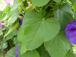 Image result for Ipomoea purpurea