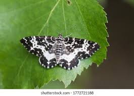 Attēlu rezultāti vaicājumam “Epirrhoe tristata imago”