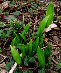 Attēlu rezultāti vaicājumam “Allium ursinum”