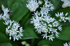 Attēlu rezultāti vaicājumam “Allium ursinum flower”